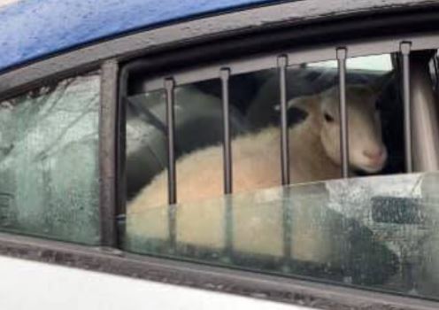 Police in NJ Round Up a Couple Sheep in a Patrol Car