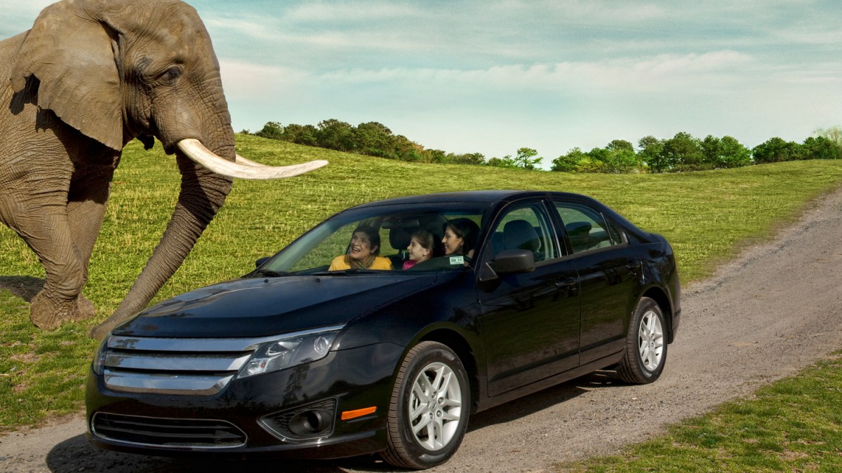Car Rides 6 Flags Hop in the Car for a Safari at Six Flags in New Jersey, But Make a ...