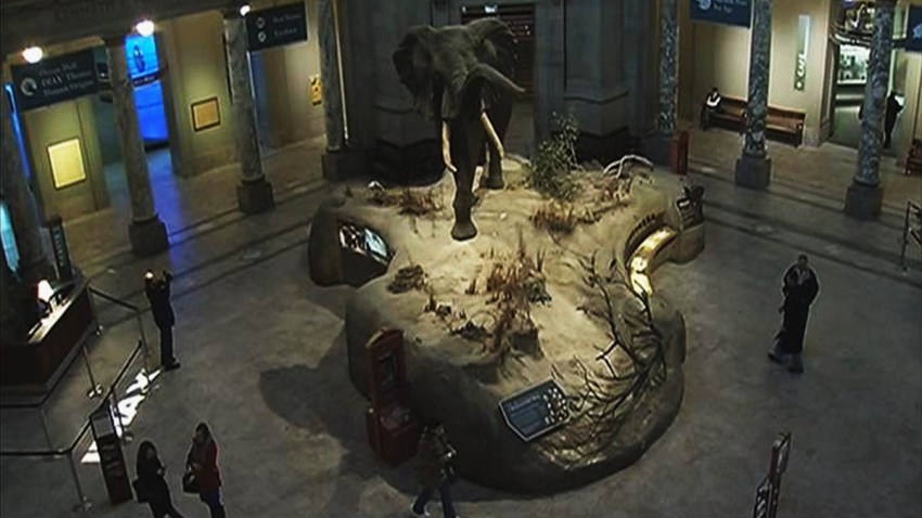 Smithsonian Museum of Natural History 121013