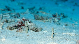 The spotted garden eel, Hereroconger hassi, seen in Bali, Indian Ocean, Indonesia.