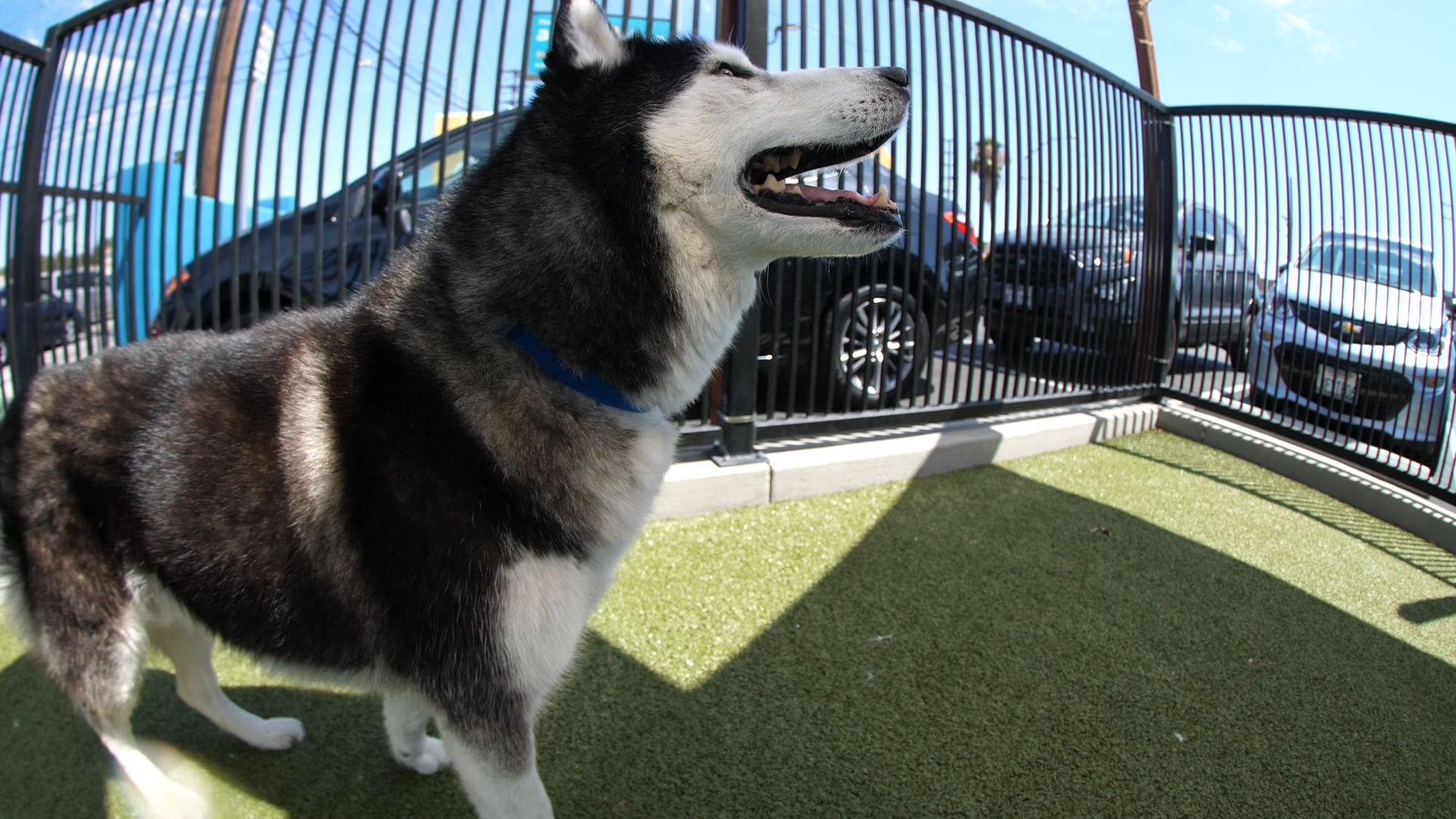 Jason and Kylie Kelce part of donation of Haverford K-9 officer