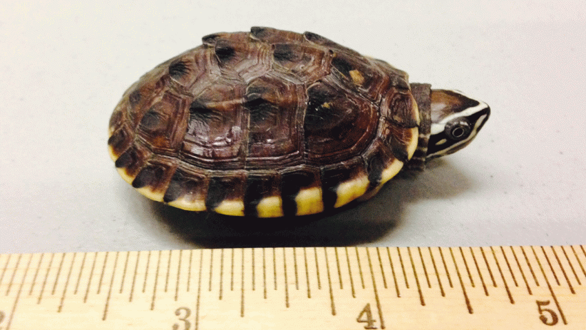 TURTLE_AP_16103730742526