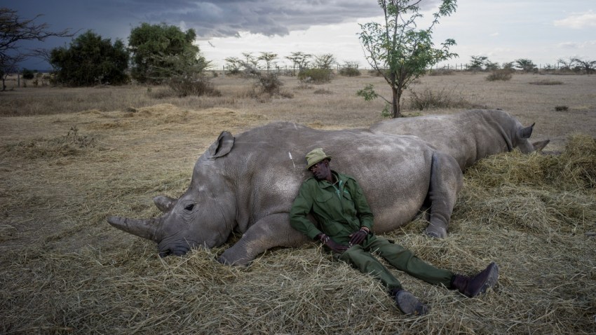 The Last Remaining Northern White Rhinos_016