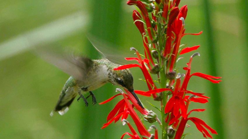 Tinicum Hummingbird