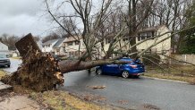 A tree fell on this SUV