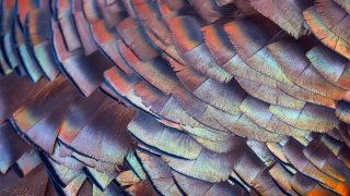 Colorful wild turkey feathers
