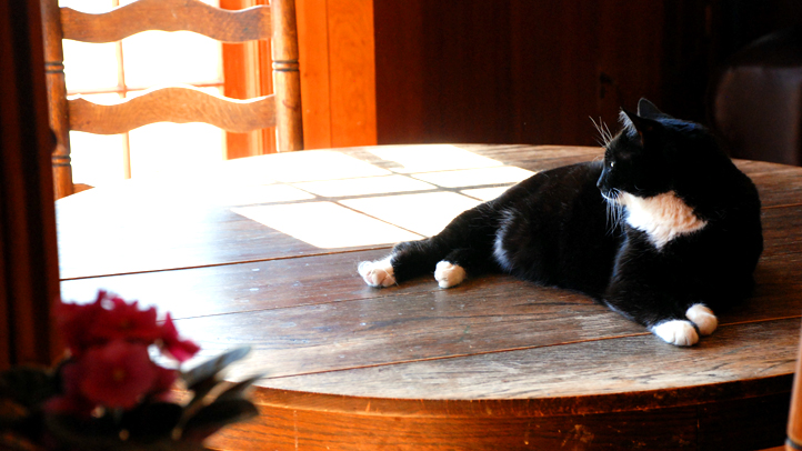 Tuxedo-Tabby-Cat