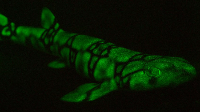 UCSD Scripps Glowing Sharks biofluorescent chain catshark