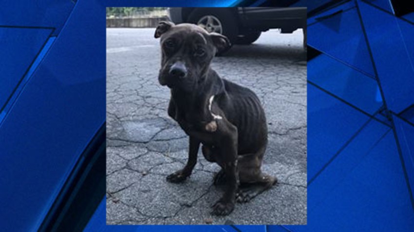 Upper Darby Dog Abuse Thumb