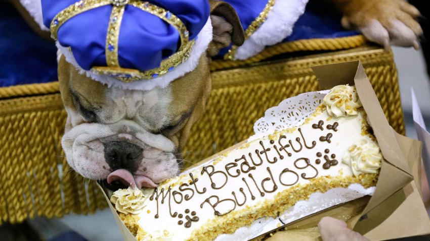 APTOPIX Beautiful Bulldog