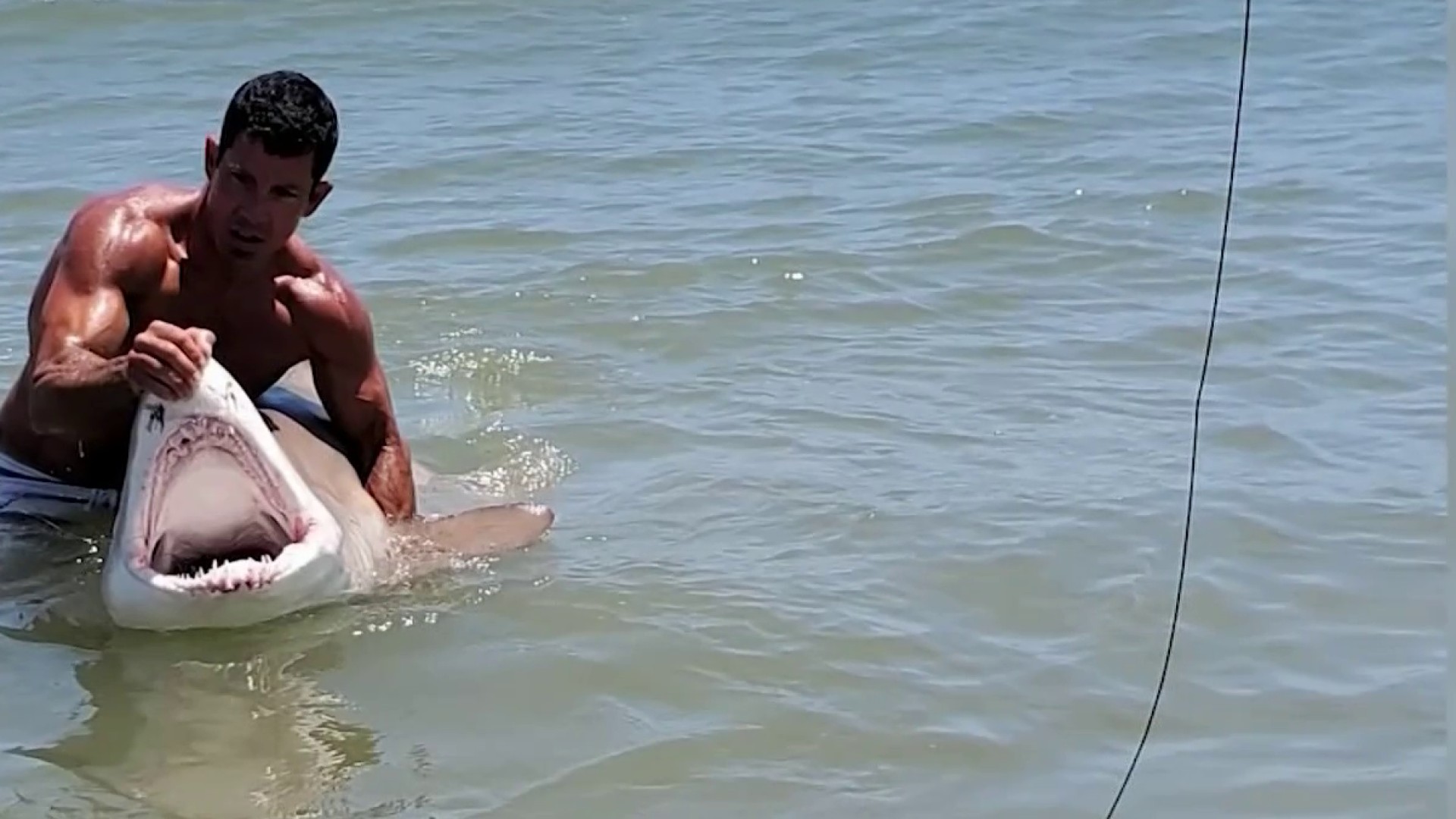 WATCH: Man Wrestles Sand Tiger Shark at Delaware Beach – NBC10