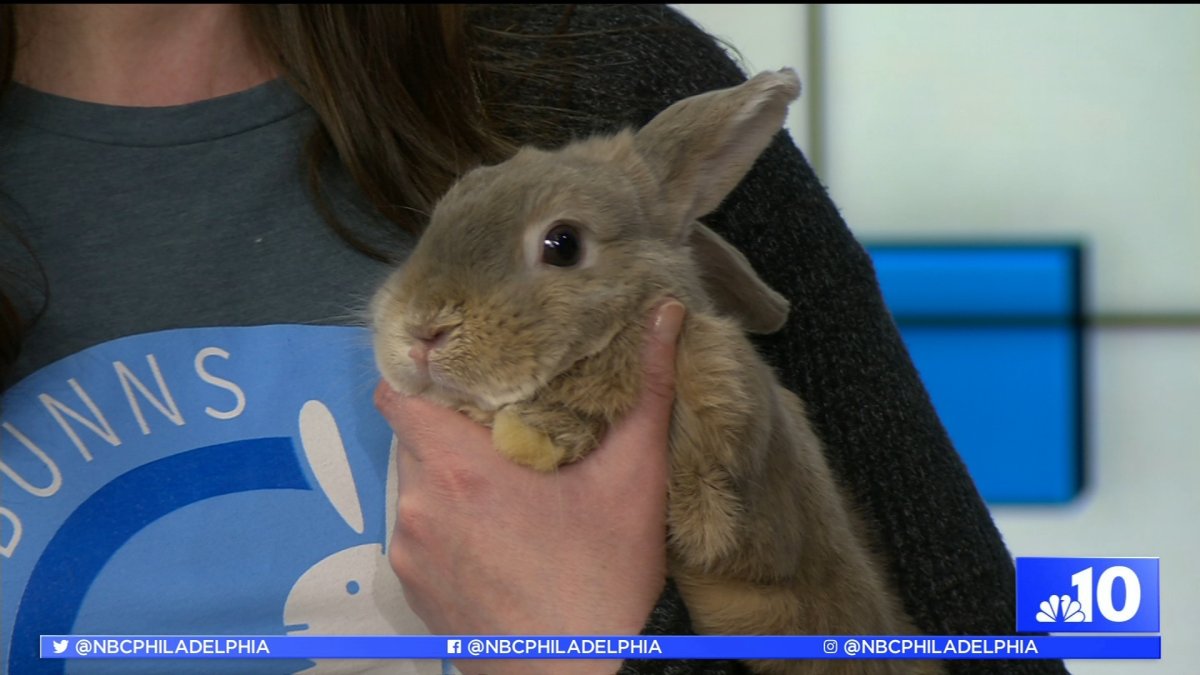 Peter Rabbit 2 Movie and Local Bunny Shelter Team Up To Rescue Rabbits ...