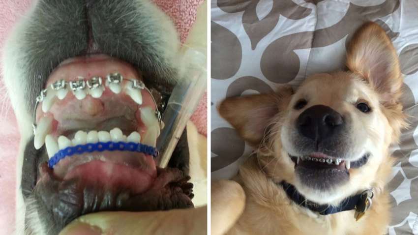 Wesley-Puppy-Braces