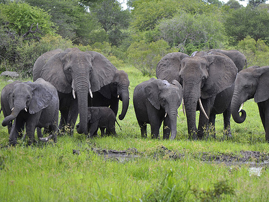 african-elephants_1