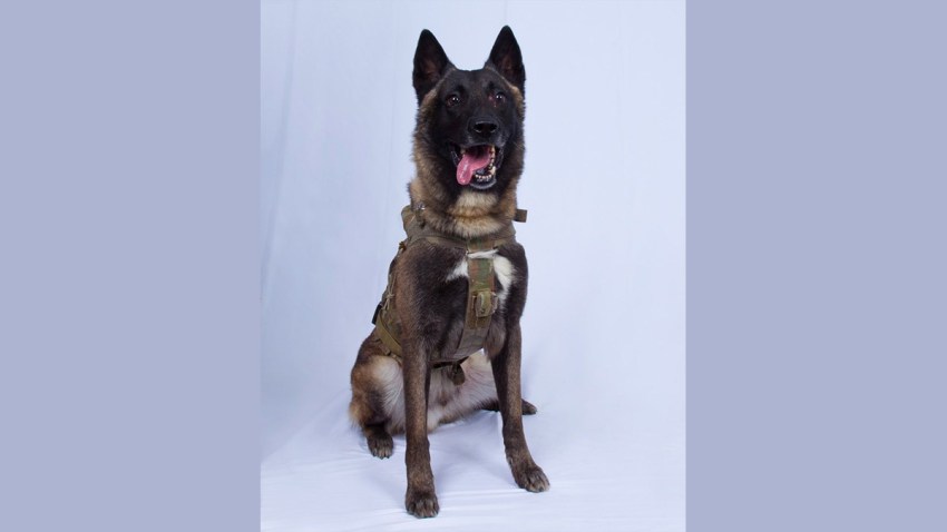 albaghdadi-dog