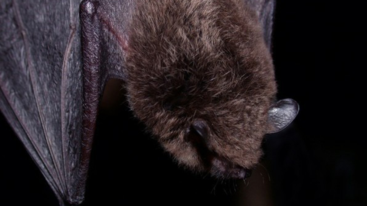 Bat tests positive for rabies in Haddonfield, health officials say