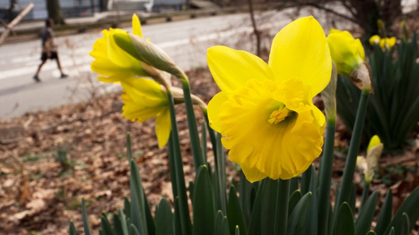 Early Spring