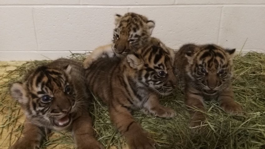 Tiger Cub Transfer Oklahoma