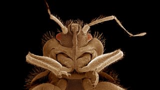 Bed Bug File Photo