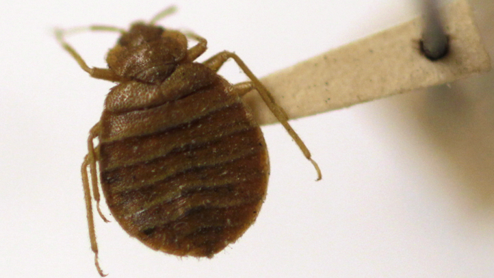 Man Sets Home on Fire While Trying to Kill Bed Bugs