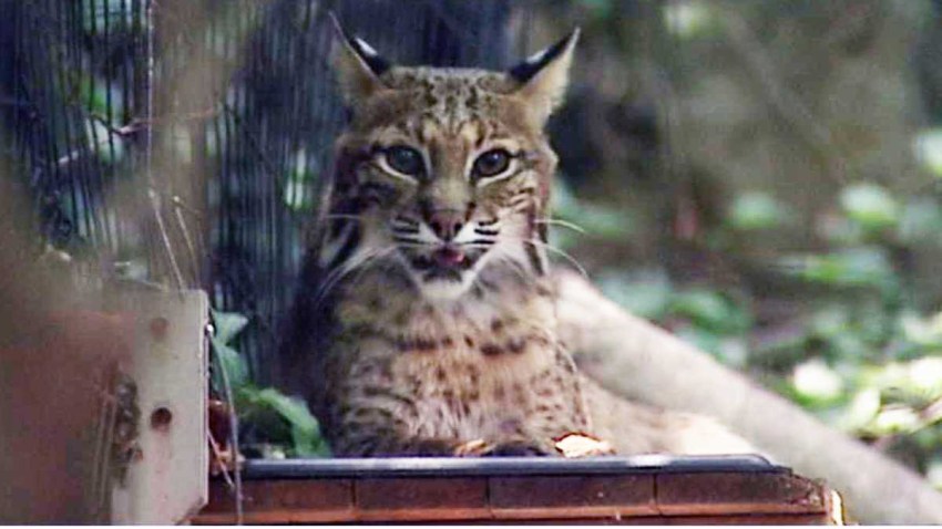 brandywine-zoo-cropped