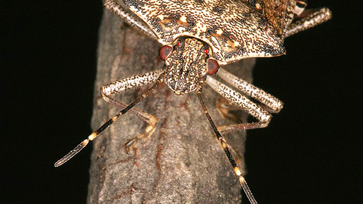 Did Winter Kill All of the Stink Bugs? – NBC10 Philadelphia