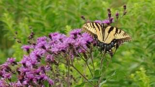 butterflyfestival