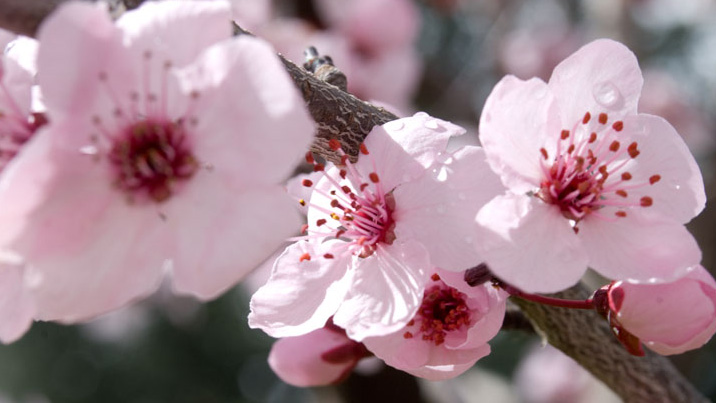 cherryblossom215