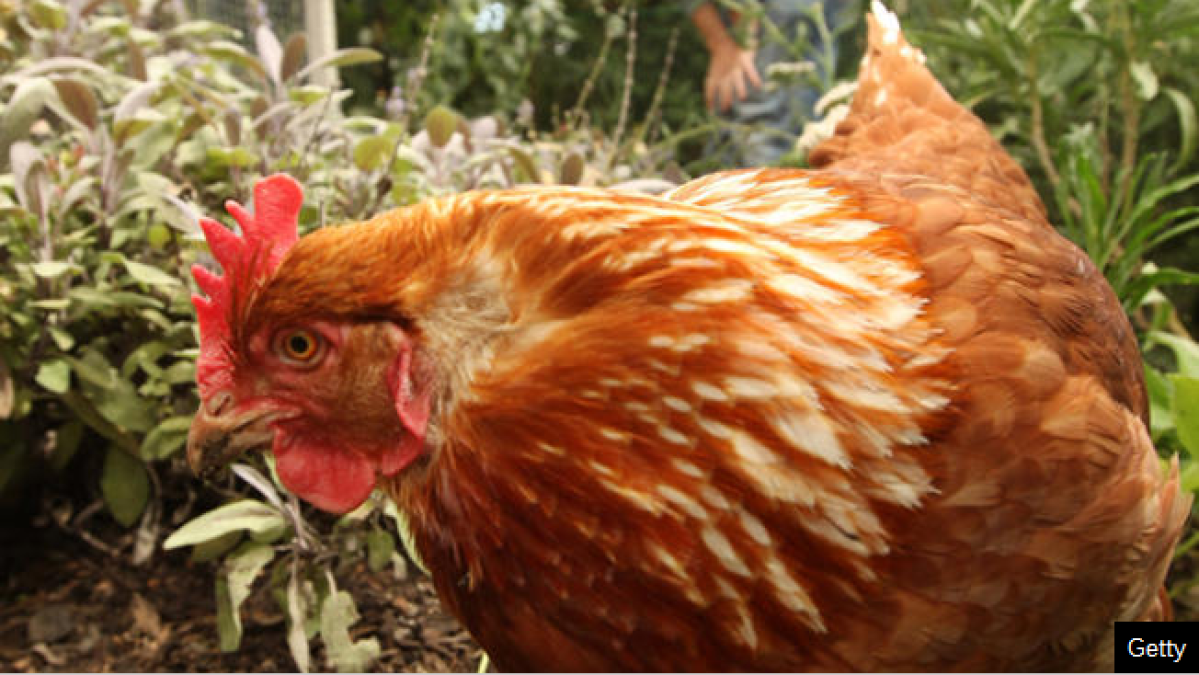 200,000 chickens killed in fire at Del. egg farm NBC10 Philadelphia