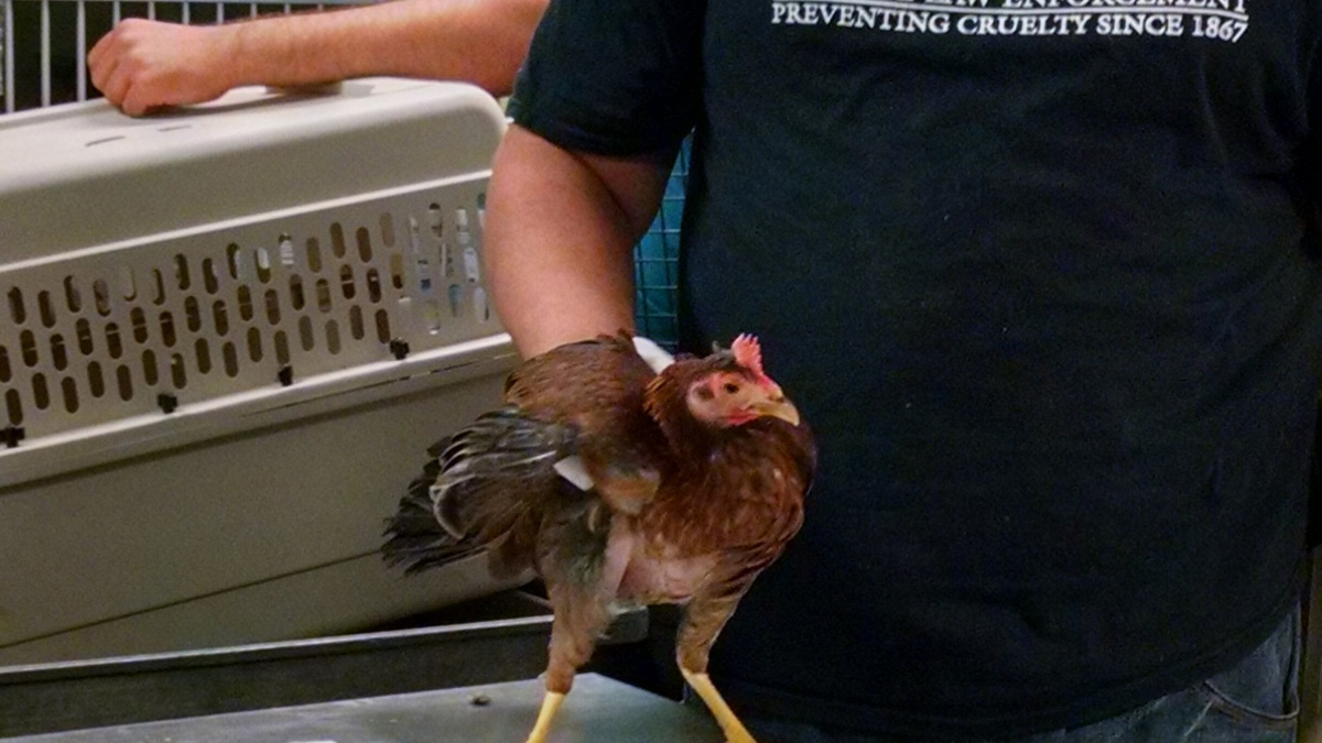 Roosters Rescued After Cockfighting Ring Bust Nbc10 Philadelphia 