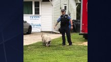 cops and a pig
