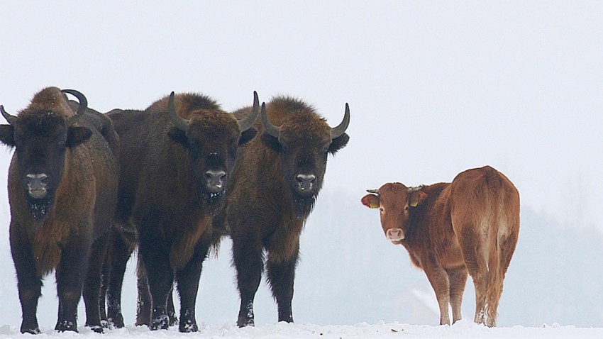 APTOPIX Poland Cow Joins Bison