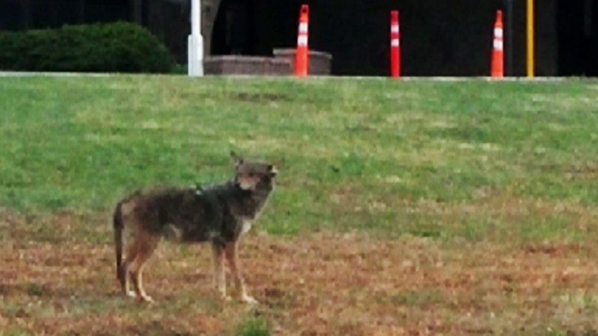 Aggressive Coyote Found Dead in NJ Days After Police Shot It – NBC10 ...