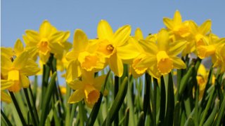 daffodil-days1