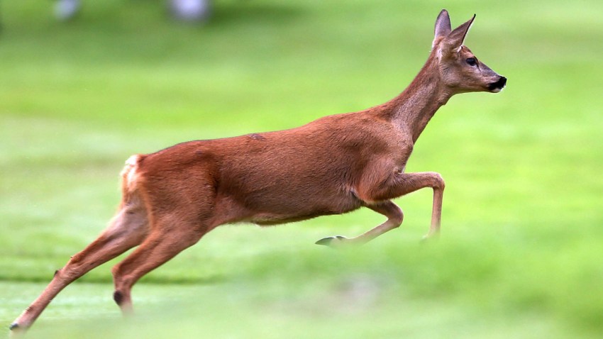 Bicyclist Hit by Deer While Riding Down Pa. Road – NBC10 Philadelphia