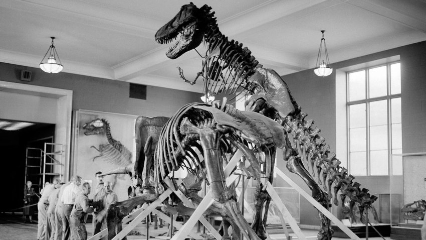 Dinosaurs In Decline