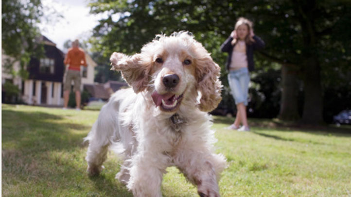 dog-running