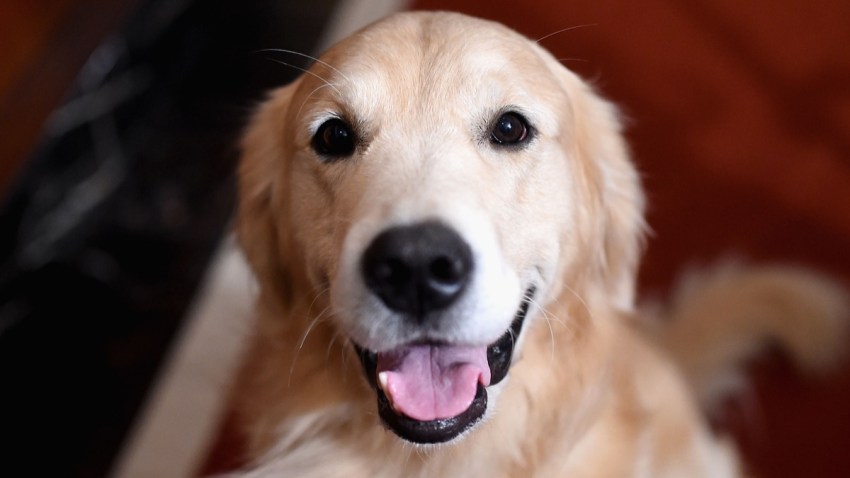 #3: Golden Retriever