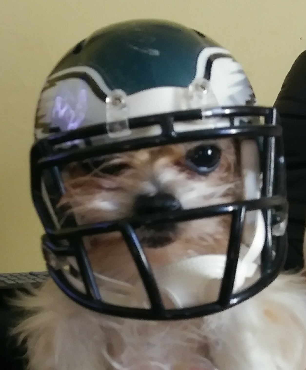 Philadelphia Eagles Dog Masks: Chinese Mask Company - Sports Illustrated