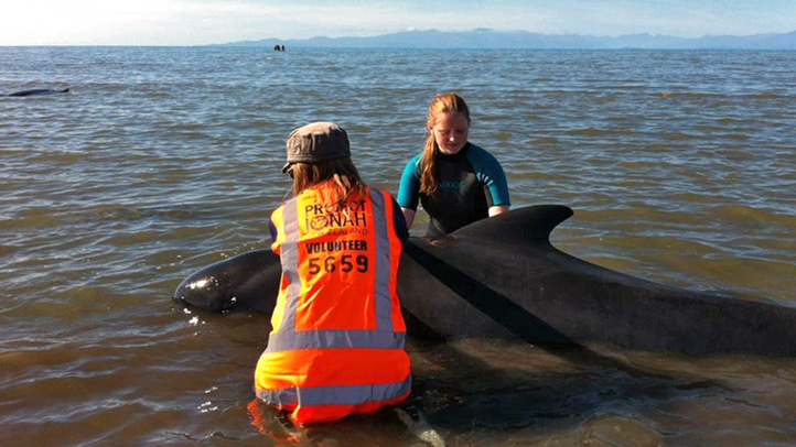 New Zealand Stranded Whales