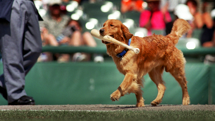 Minor League Team Pays Tribute to Beloved Bat-Dog – NBC10 Philadelphia