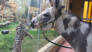 An ocelot paws at the glass separating it from a donkey at the Elmwood Park Zoo in Montgomery County, Pennsylvania.