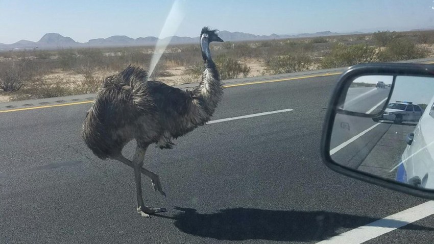 emu-highway-phoenix-corralled