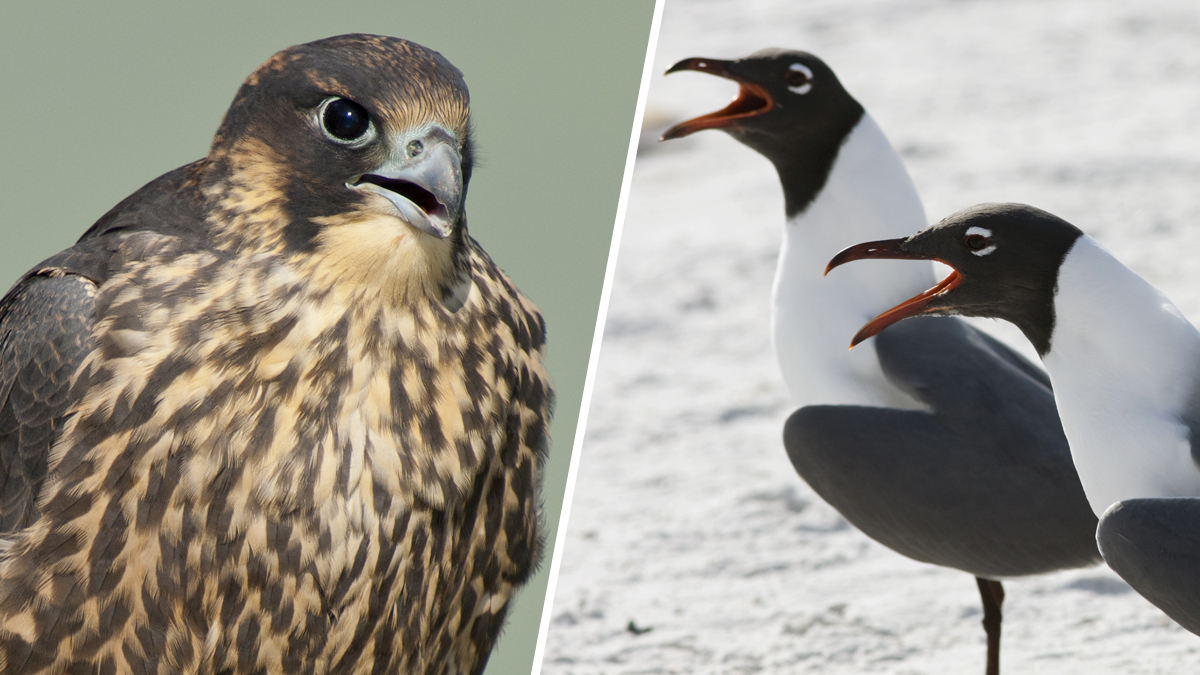 Battle For The Skies Ocean City Turns To Birds Of Prey To