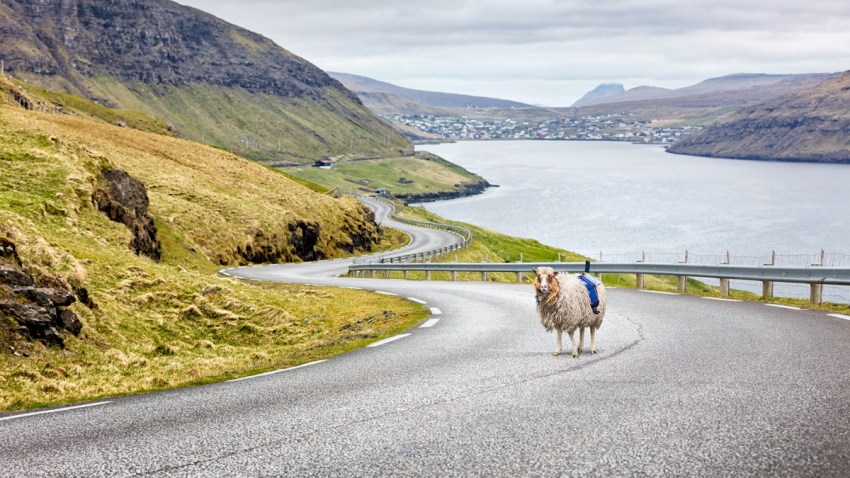 faroe-islands-sheep-view