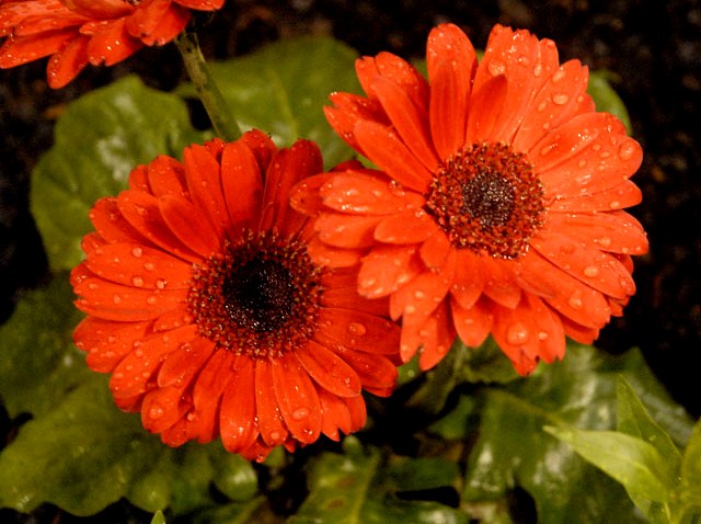 flowerpower