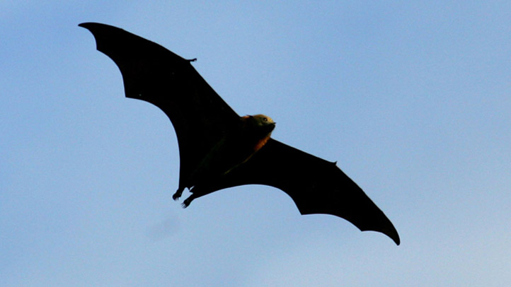 flyingbat04052013