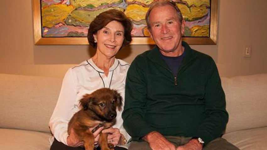 freddy bush