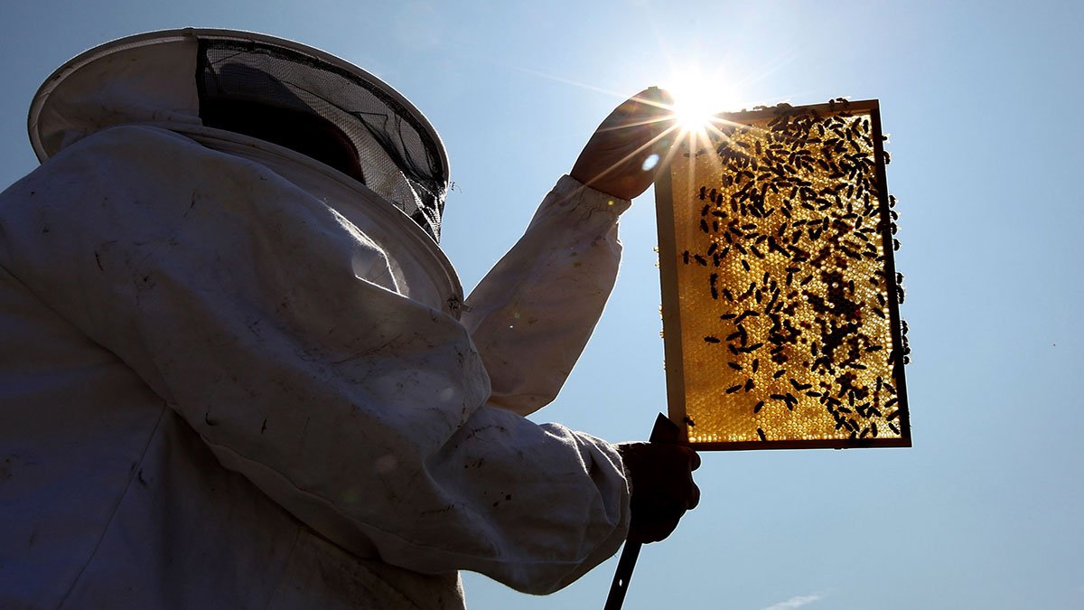 Beekeepers Turn to Anti-Theft Technology as Hive Thefts Rise in California – NBC10 Philadelphia - Vimarsana News
