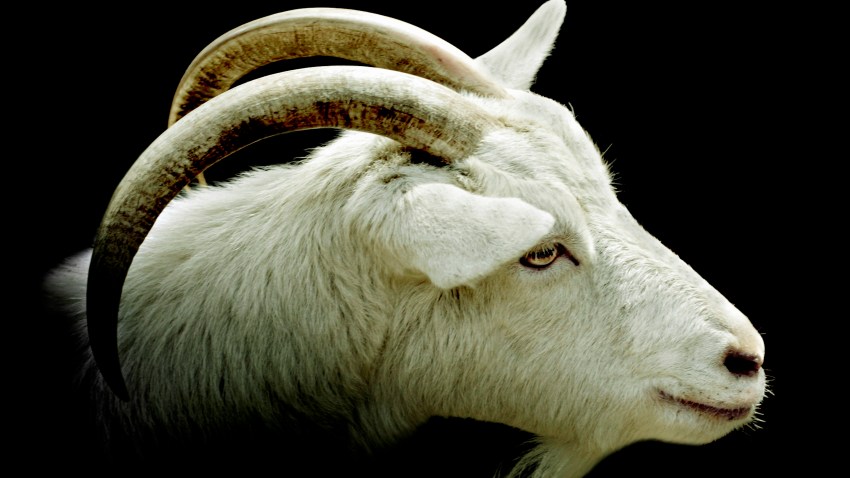 goat1